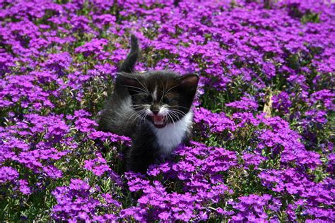 Purple Kitten 2 Keith Jones Flickr