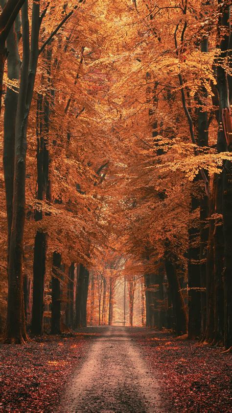 Download Wallpaper 1350x2400 Alley Trees Road Autumn Leaves