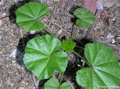 Weed Of The Month For January 2015 Is Common Mallow Turfgrass Science
