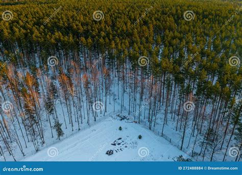 Drone Top View Of Beautiful Pine Forest Trees In Sunlight Winter