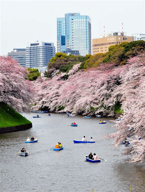 Tokyo Park Met Vijver In Kichijoji Een Buitenwijk Van Tokio Japan