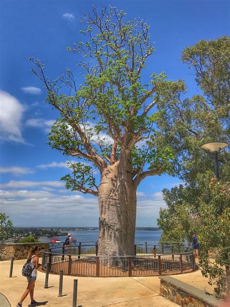 Australia 2018 Perth 3 Boab Tree Slouching Towards Thatcham
