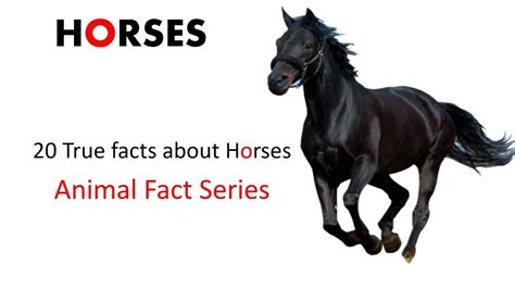 Horse Facts 20 True Facts About Horses For Kids With Audio Youtube