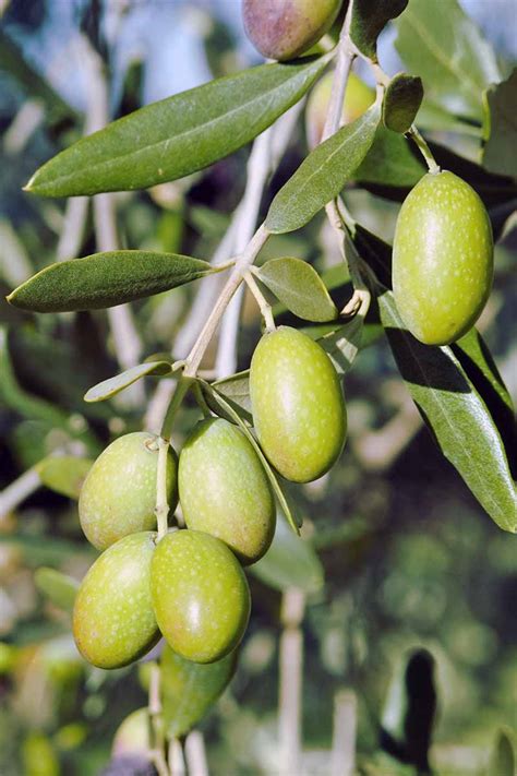 Learn How To Grow Olive Trees In The Home Landscape Gardeners Path
