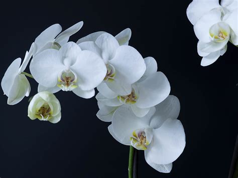 Phalaenopsis Amabilis Moth Orchid World Of Flowering Plants