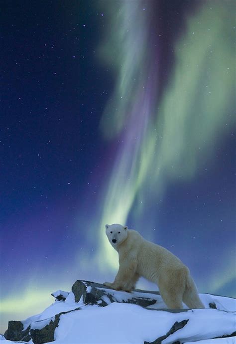 Aurora And Polar Bear In Alaska Animaux Mignons Ours Polaire Animaux