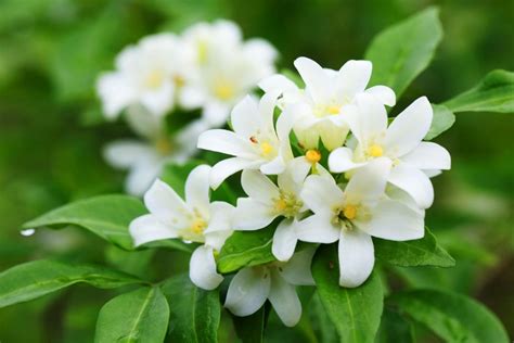 Discover The Hidden Messages Behind Jasmine Flowers Petal Republic