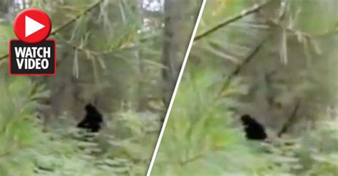 ‘bigfoot Spotted Roaming Woods Before Disappearing And Abandoning
