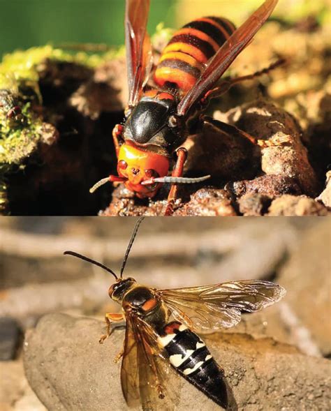 5 Cicada Killer Wasp Facts They Keep Cicadas Alive While Eating Them Gradually Odd Facts