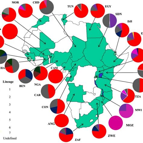 genotypic distribution of drug resistant m tuberculosis isolates download scientific diagram