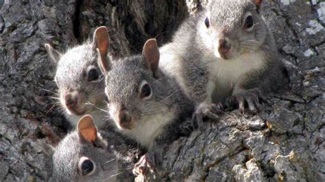 Wa State Says Western Gray Squirrel Should Be Endangered Tri City Herald