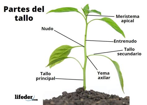 Partes De Una Planta Y Sus Funciones Esquemas Y V Deo Truongquoctesaigon Edu Vn