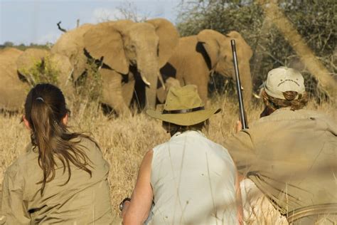 The 3 Pillars Of A Great African Safari And Guided Tours Operators