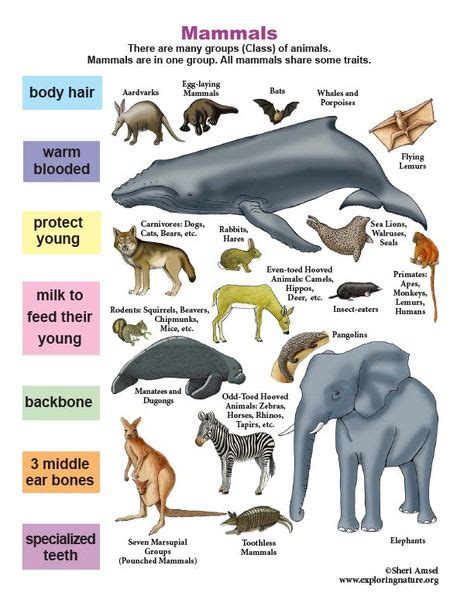 Learn About Mammals On Mammals Hooved Animal