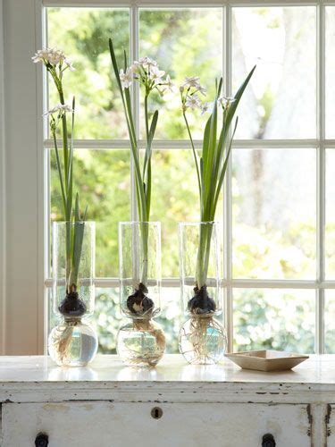 Winter Flowers 3 Smart Ideas For Forcing Bulbs Bulb