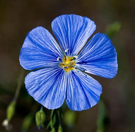 Jasper Wild Blue Flax By Terry Elniski Blue Flower Photos Flowers