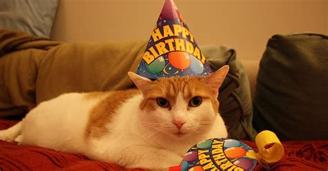 Its Ok To Have An Opinion Cats In Birthday Hats