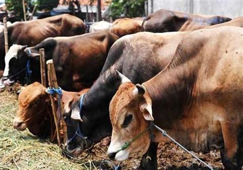 Bombay Hc Upholds Beef Ban In Maharashtra Indiatv News India News India Tv
