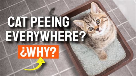 😼¿why Is My Cat Peeing Everywhere Youtube