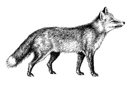 Red Fox Black And White Clip Art Library