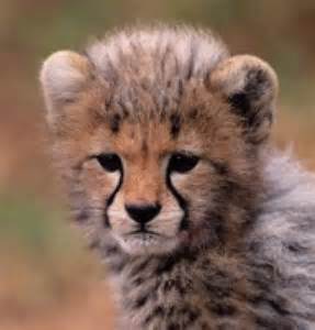 Fun Facts About Africas Baby Safari Animals Animals