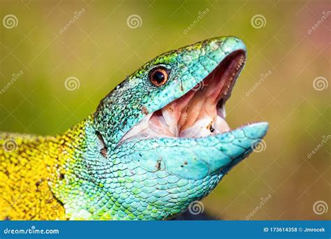 Male Of European Green Lizard With Open Mouth Hunting In Nature Stock