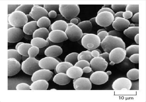 1 A Typical Image Of Saccharomyces Cerevisiae Gained By Scanning