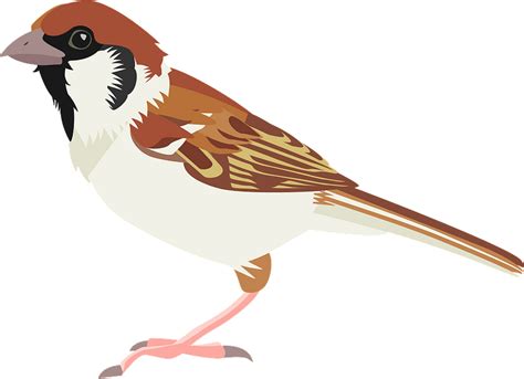 Sparrow Cartoon Png