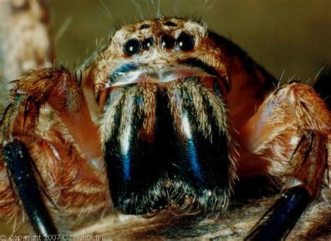 Brown Huntsman Spider Heteropoda Jugulans