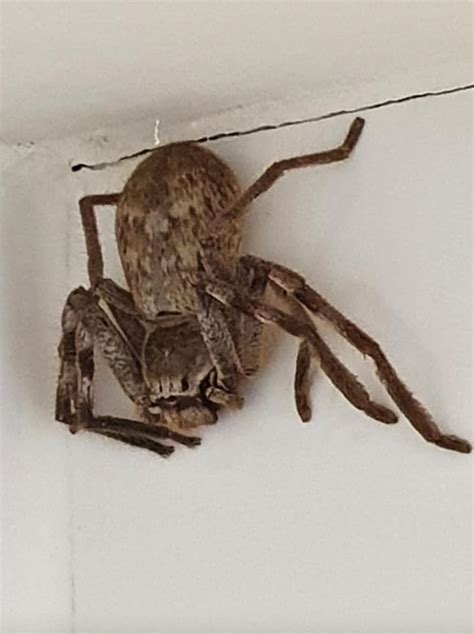 Woman Finds Massive Huntsman Spider In Her Shower 1st Sense