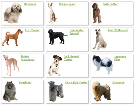All List Of Different Dogs Breeds Dog Breeds List With Picture