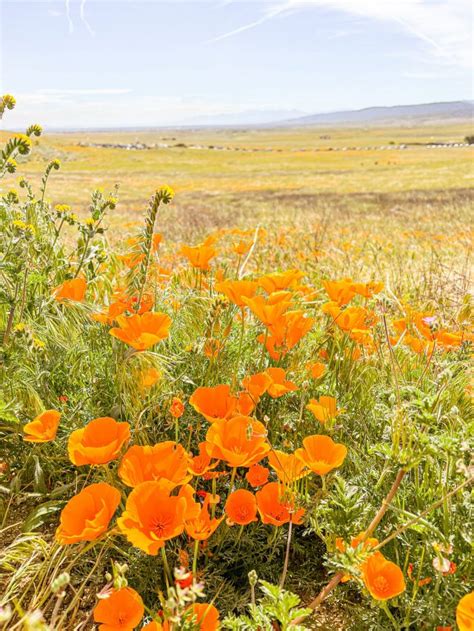 A Complete Guide To The Lancaster Poppy Fields Pictures And Words