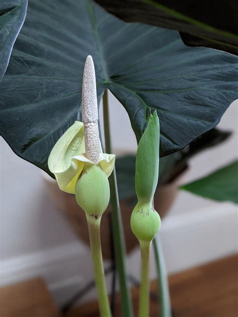 Elephant Ear Made Two Flowers 😳 Rhouseplants