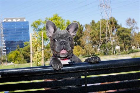 Breeders like to send french bulldog puppies to their new homes when they are nine or 10 weeks old. Cali French Bulldogs | Ask Frankie Breeder Directory