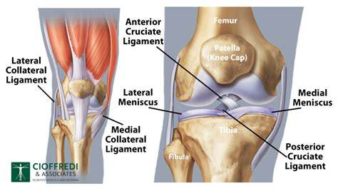 Knee Joint Overview Cioffredi And Associates