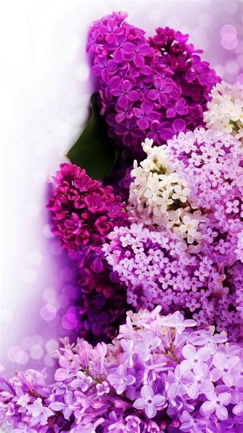 Purple Flower Backgrounds 60 Pictures
