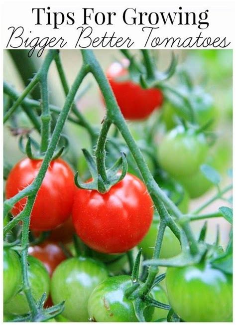 Tips For Growing Bigger Tomatoes Vegetablegardening