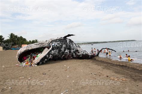 Massive ‘dead Whale Serves As A Haunting Reminder Of Our Dangerous