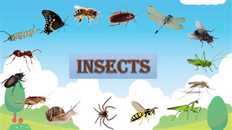 Insects represent more than half of all the known living organisms on our planet. Insects names for kids - YouTube