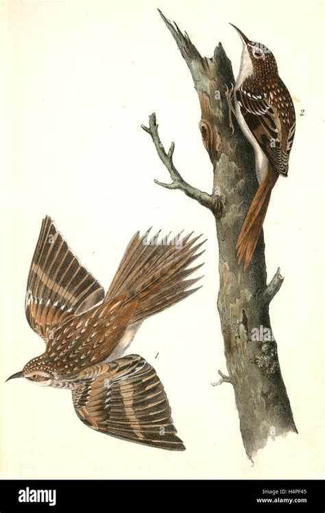 Brown Tree Creeper 1 Male 2 Female Audubon John James 1785 1851