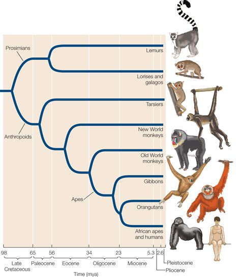 Phylogenetic Tree Of Hominids