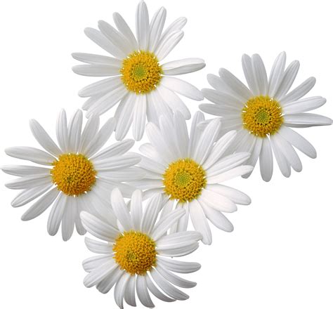 Camomiles Png Image Free Flower Picture