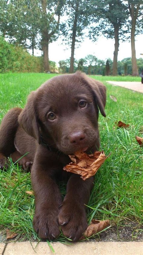 The 25 Best Chocolate Labs Ideas On Pinterest Chocolate