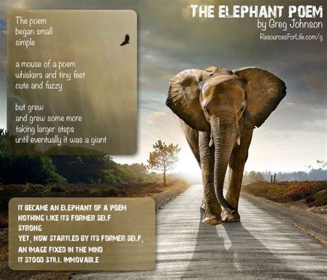 Beautiful Elephant Quotes Elephant Images Elephant