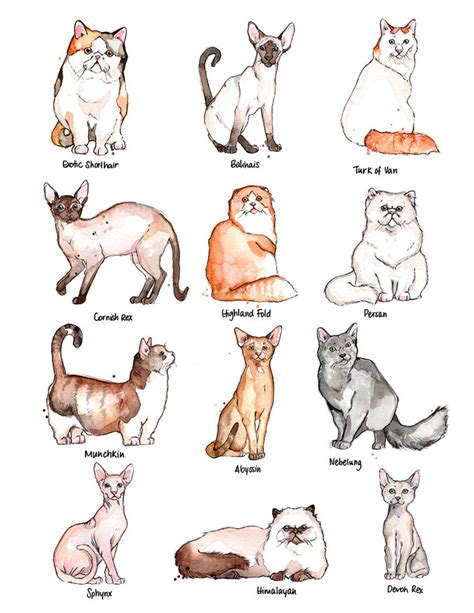 Print Cats Breeds Illustration Of Cats Animal Watercolor Portrait