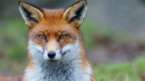 Hornsby Council Calls For Fox Catching Program To Reduce Predator