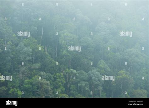 Jungle Fog Aerial Hi Res Stock Photography And Images Alamy