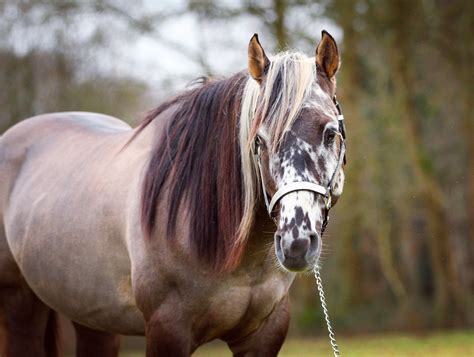 Most Beautiful Paint Horse With Unique Markings