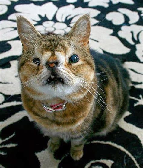 Funny Ugly Cat Pics Cat Mania