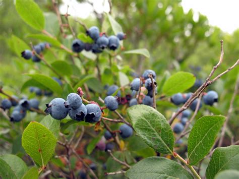 Wild Low Bush Blueberries I Went Blueberry Picking On My A Flickr